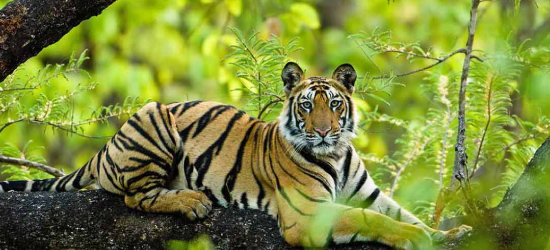 Wildlife Package